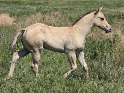Saruman Topsail JW <BR> AQHA 6468611